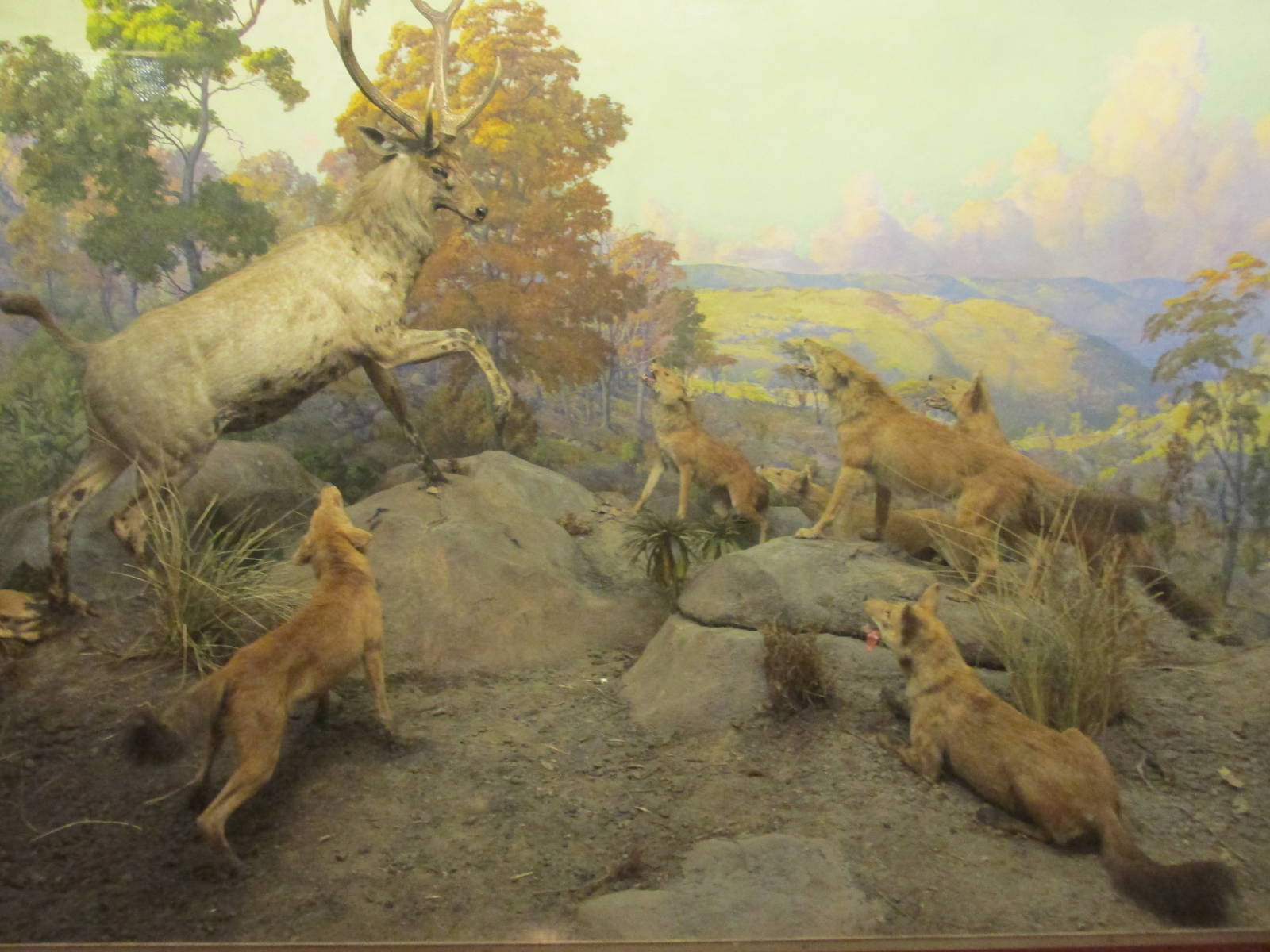 sambar deer with dholes amnh