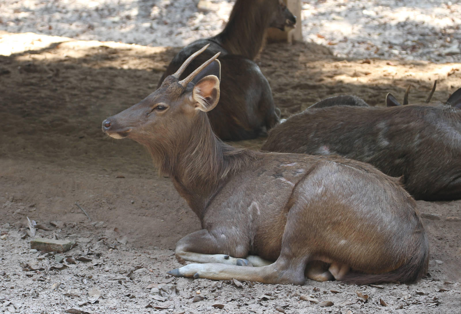 Sambar Deer