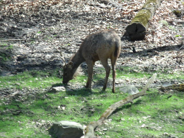 Sambar Deer