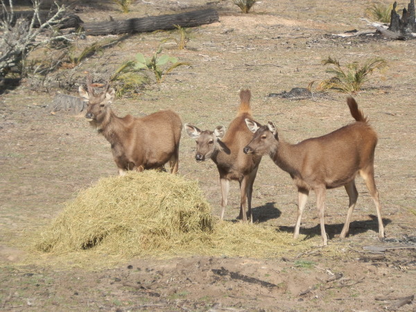 Sambar Deer