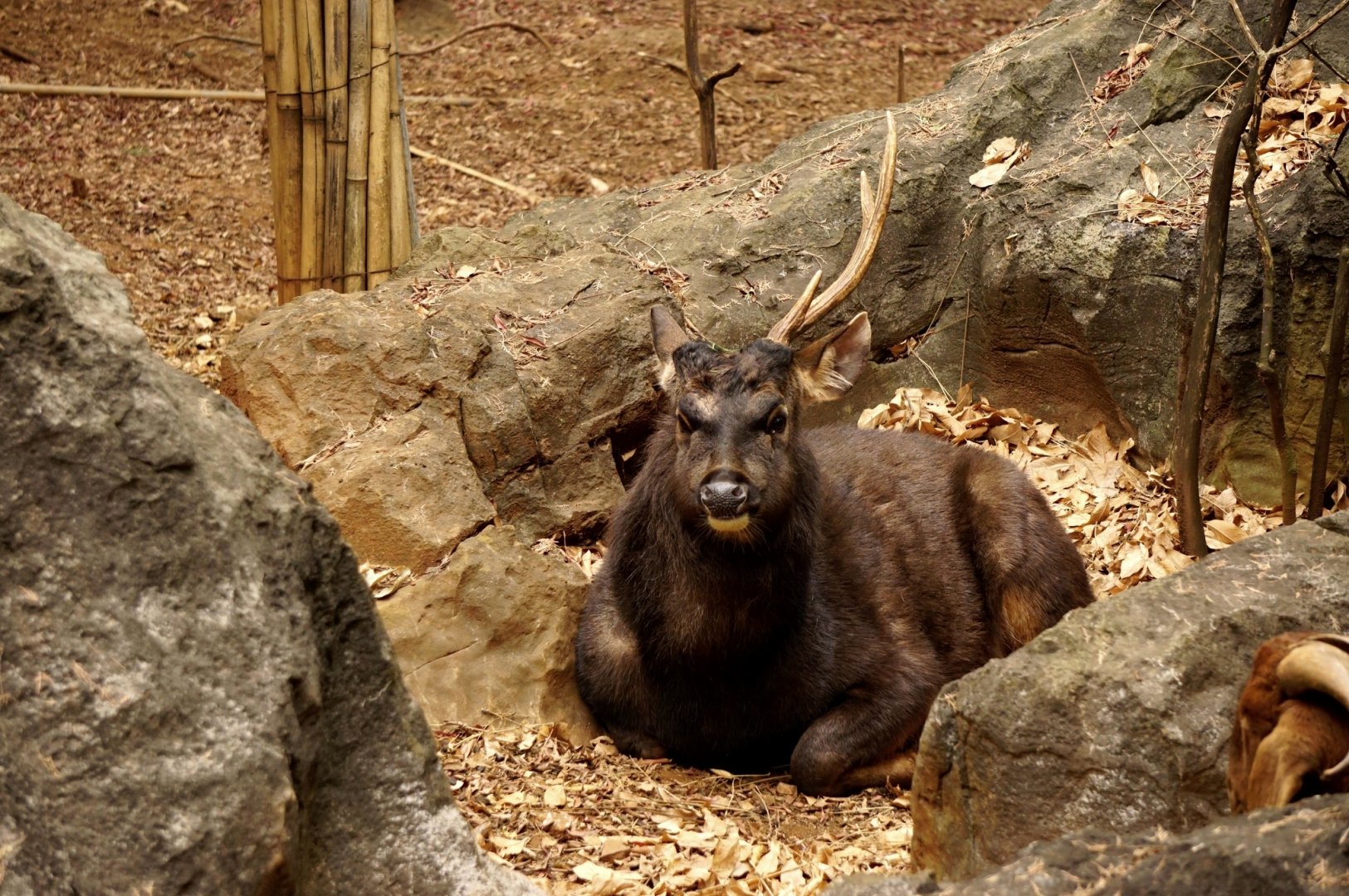 Sambar deer