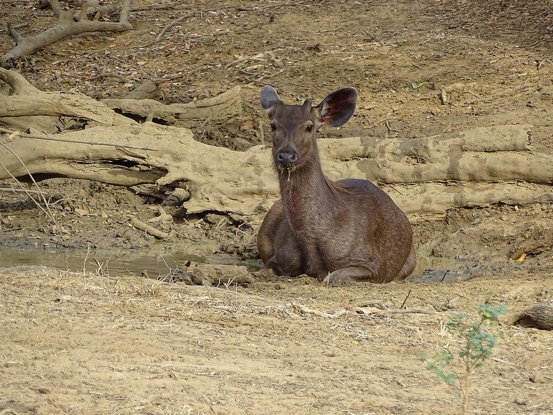Sambar deer