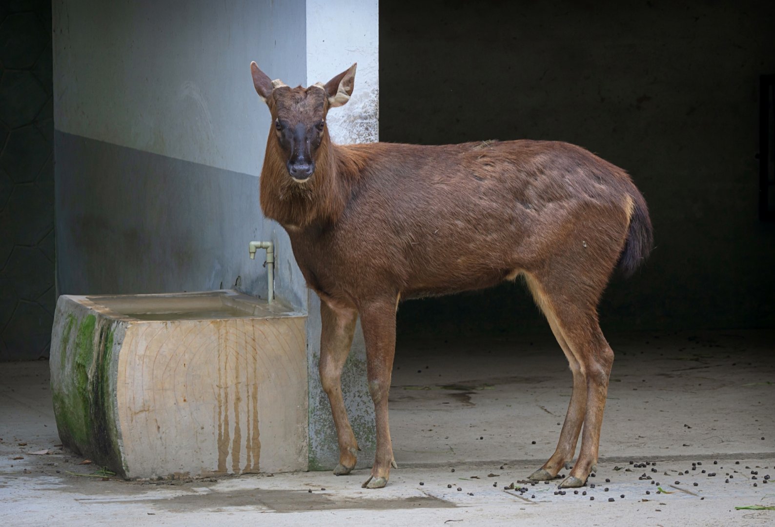 Sambar deer