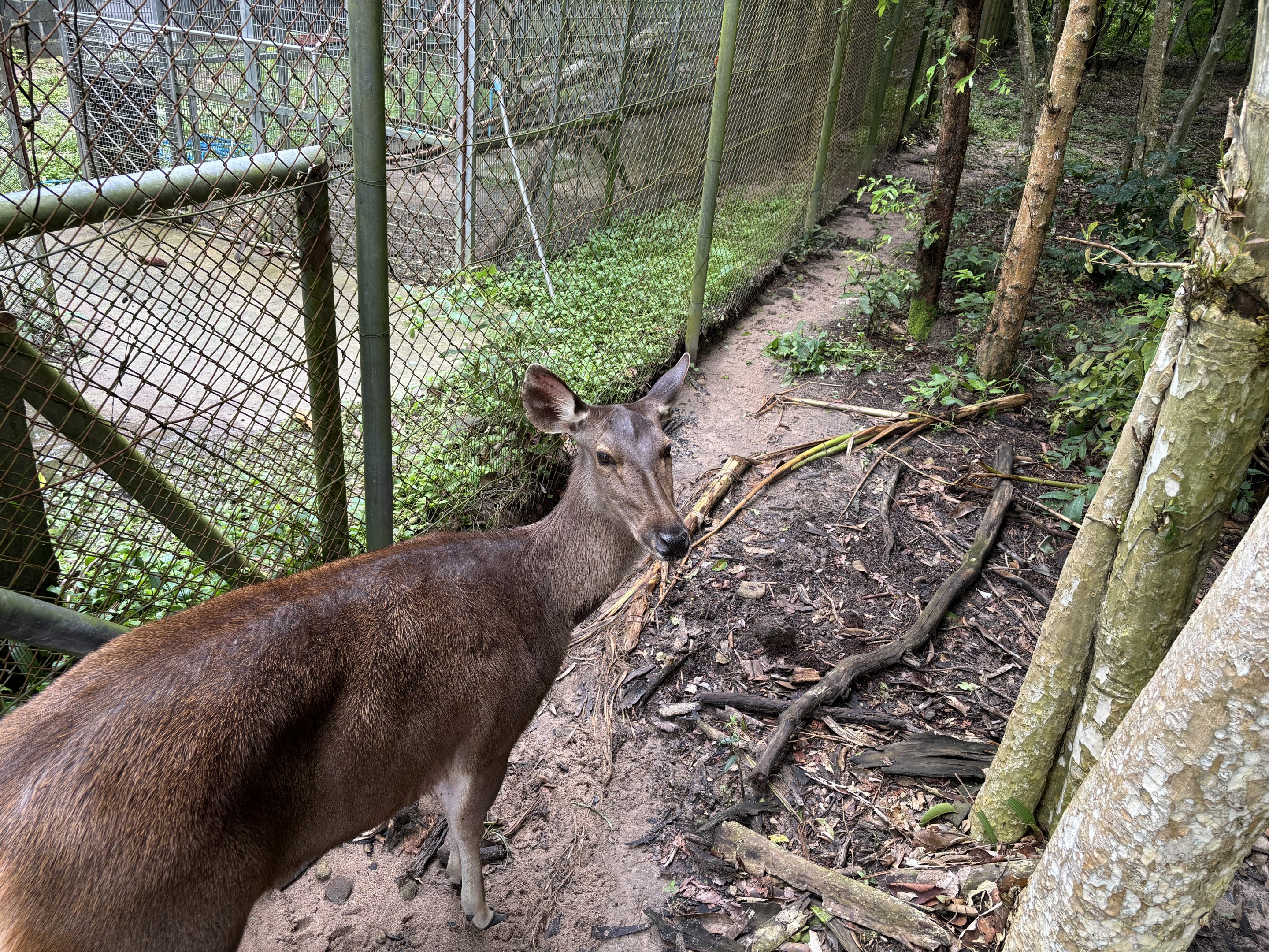 Sambar Deer