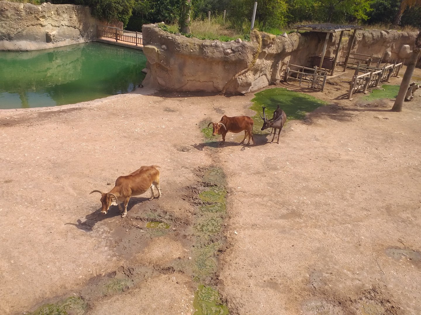 Sambar, Dwarf zebu and Dromedary paddock -TerraNatura Benidorm (2021)