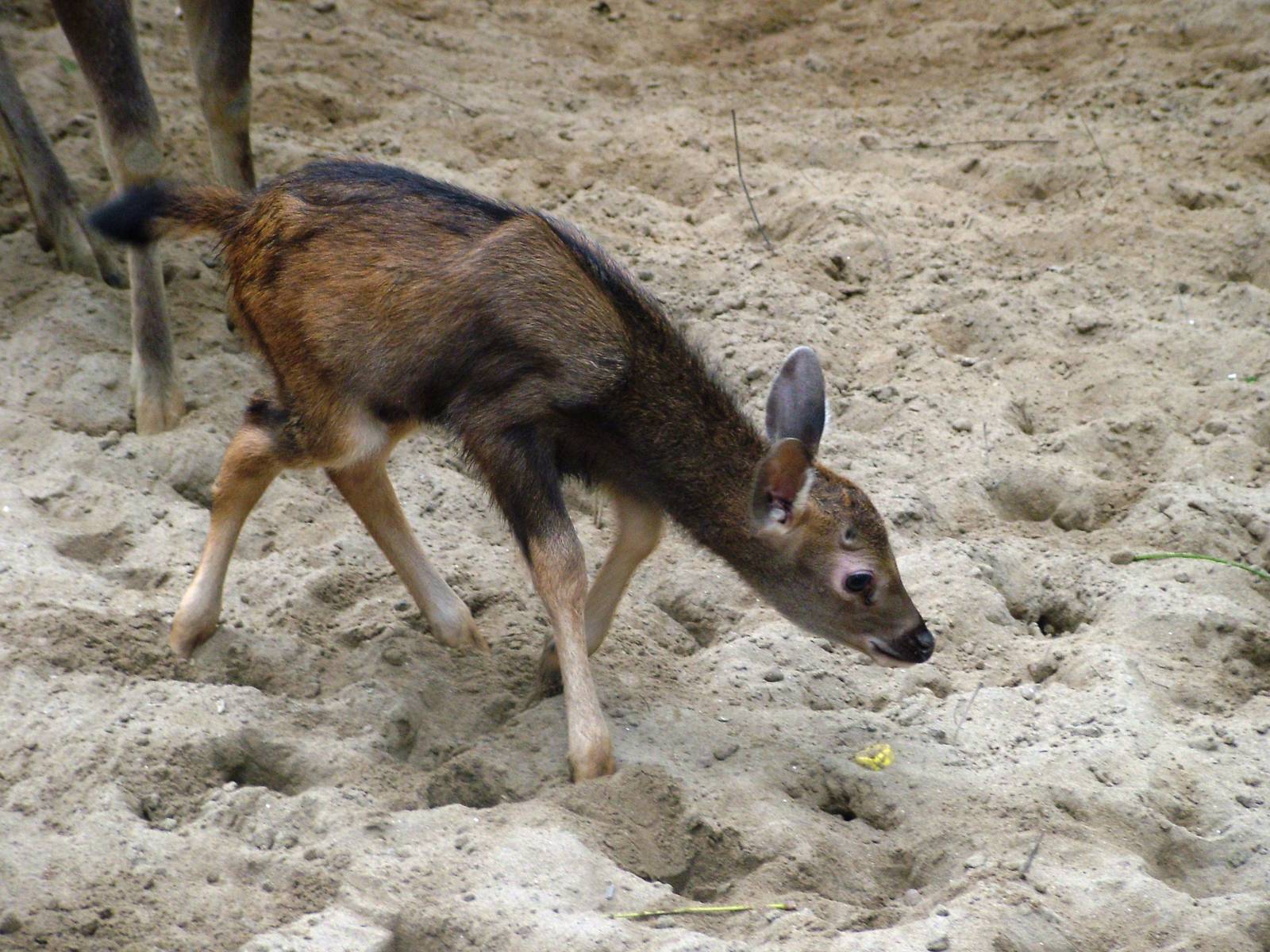 Sambar Fawn at Hanoi Zoo, 15/03/12