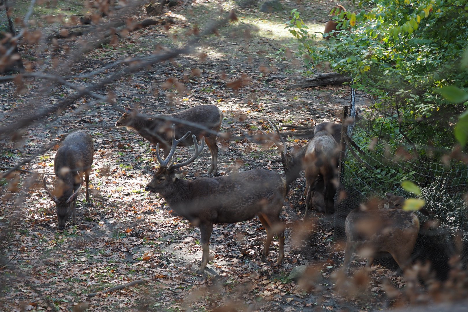 Sambar herd