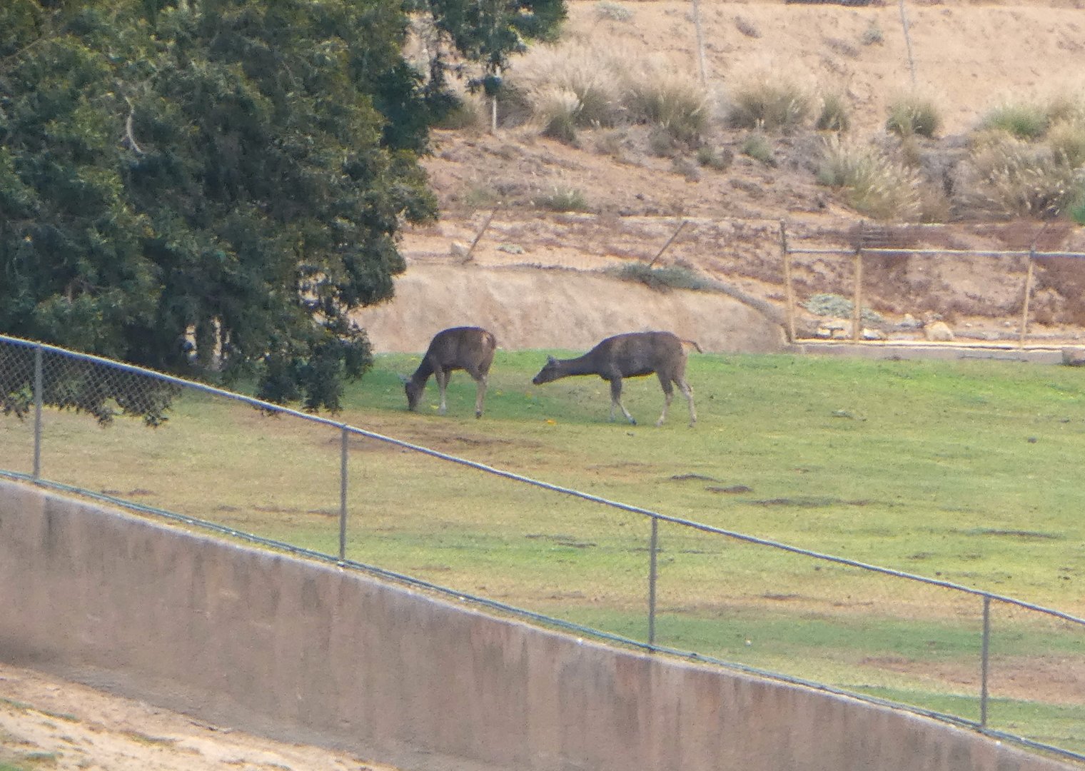 Sambar or Thorold's Deer?