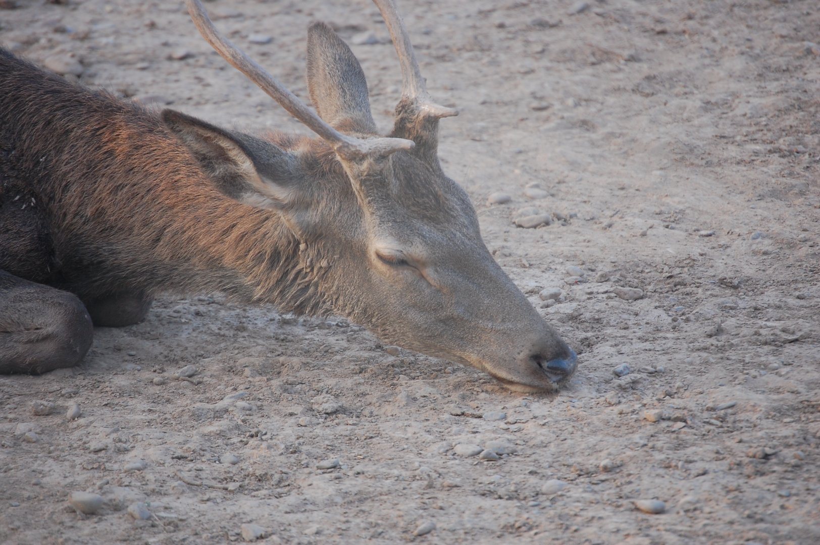 Sambar - Peshawar Zoo 20/10/2018