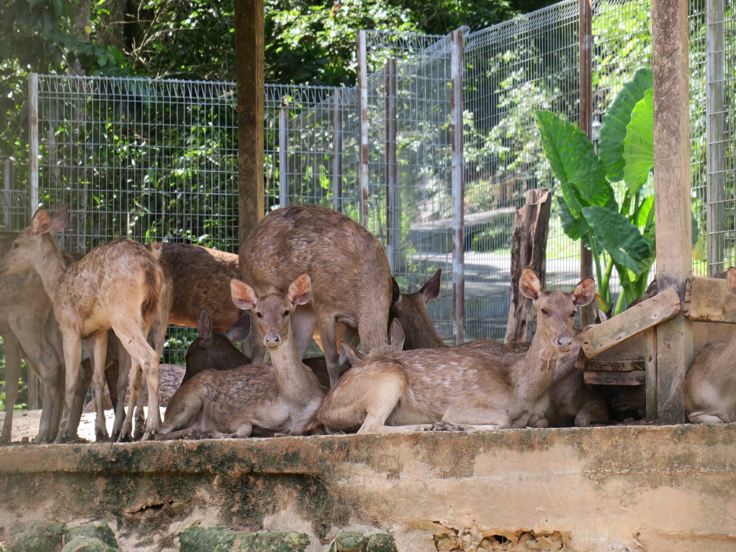 Sambar (R. u. brookei)