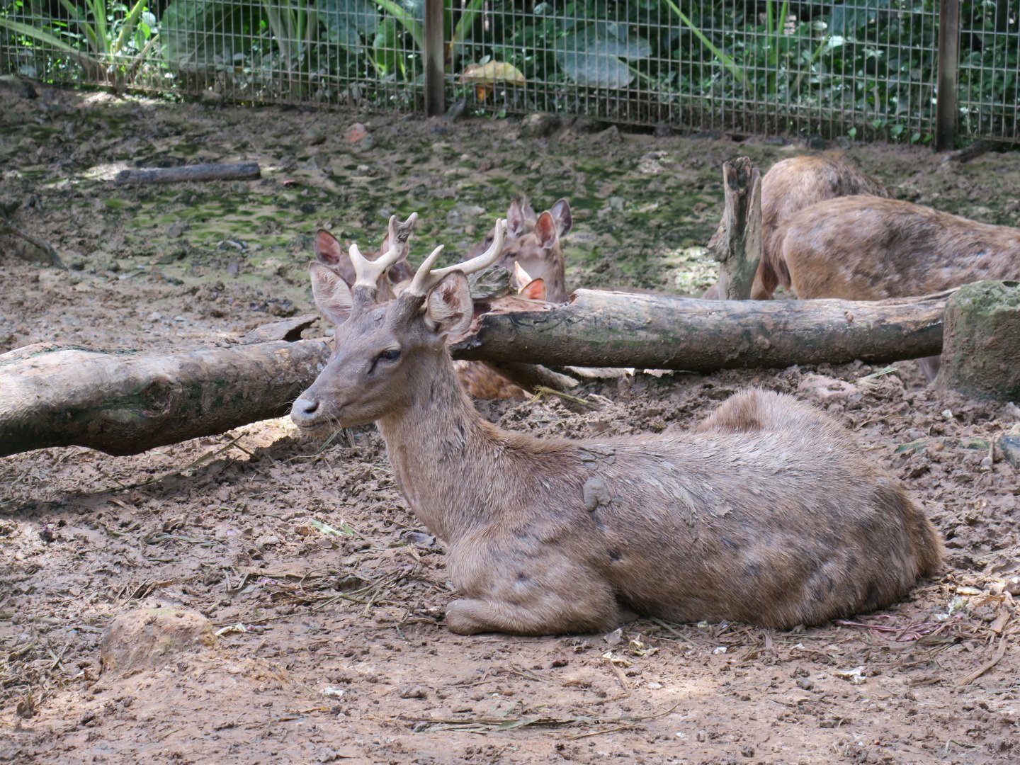 Sambar (R. u. brookei)