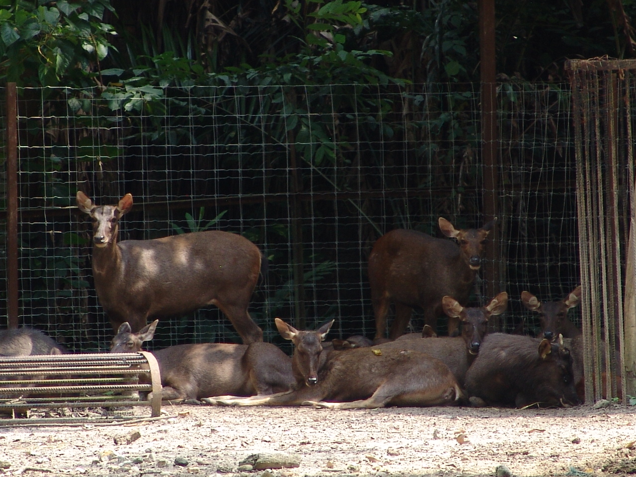 Sambar (Rusa unicolor)