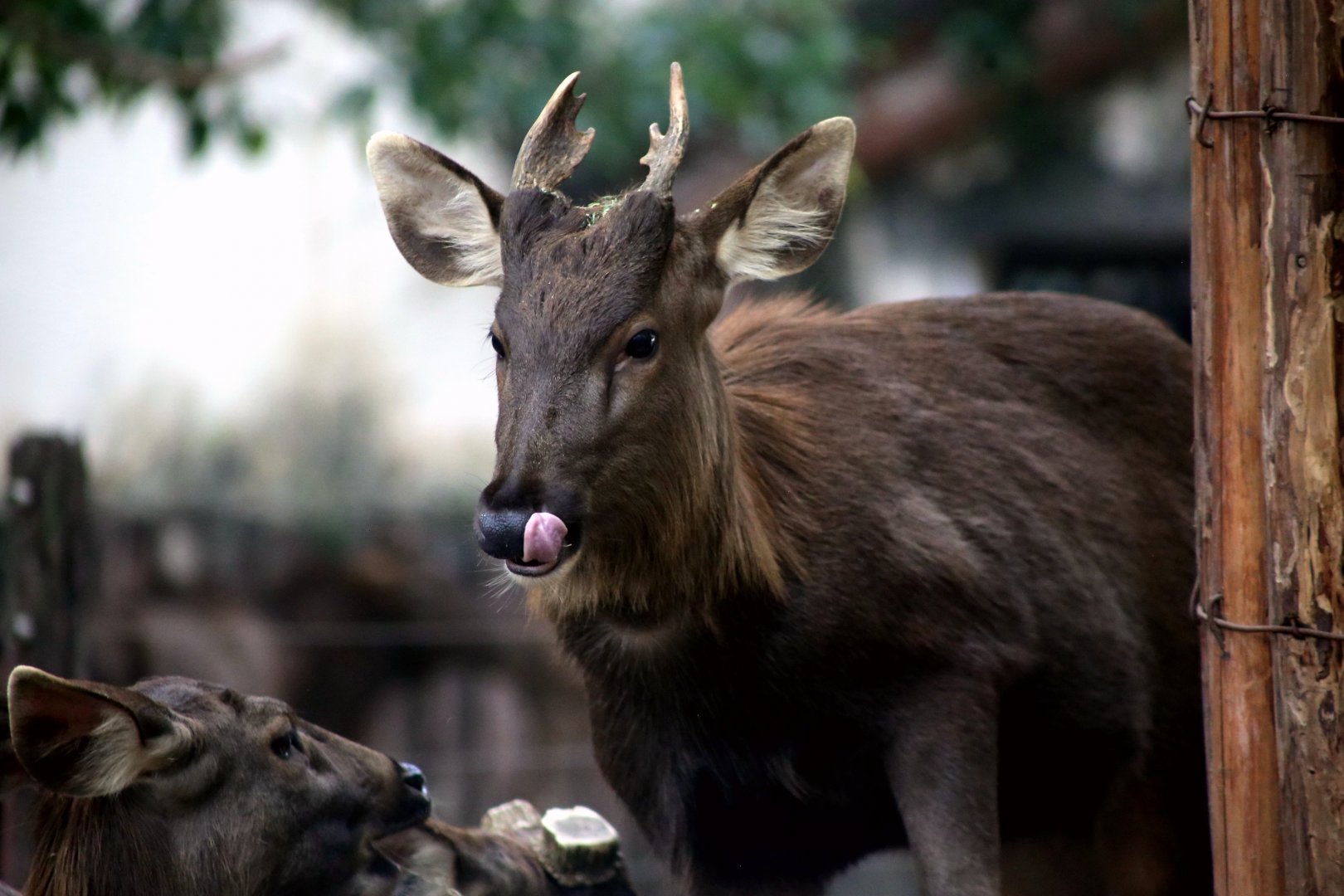 Sambar (Rusa unicolor)