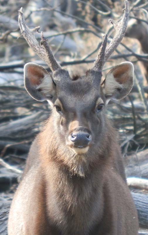 Sambar stag