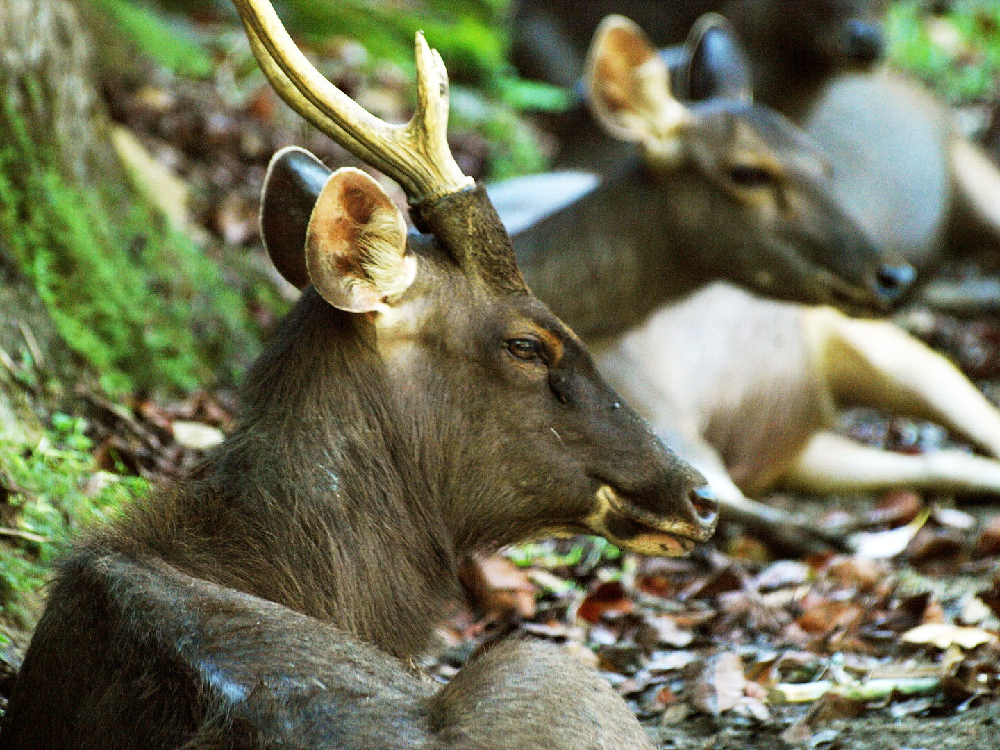 Sambar stag