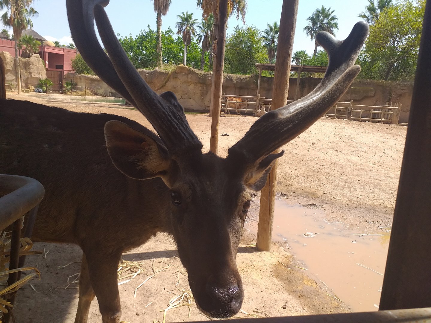 Sambar -TerraNatura Benidorm (2021)