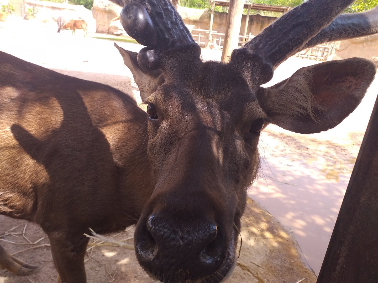 Sambar -TerraNatura Benidorm (2021)