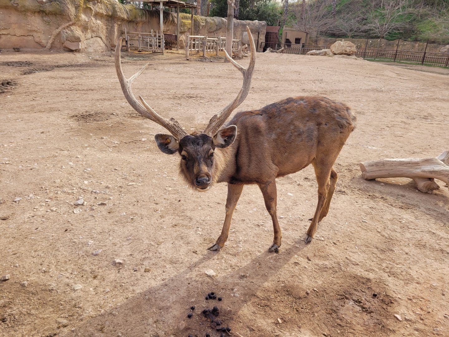 Sambar -TerraNatura Benidorm (2022)