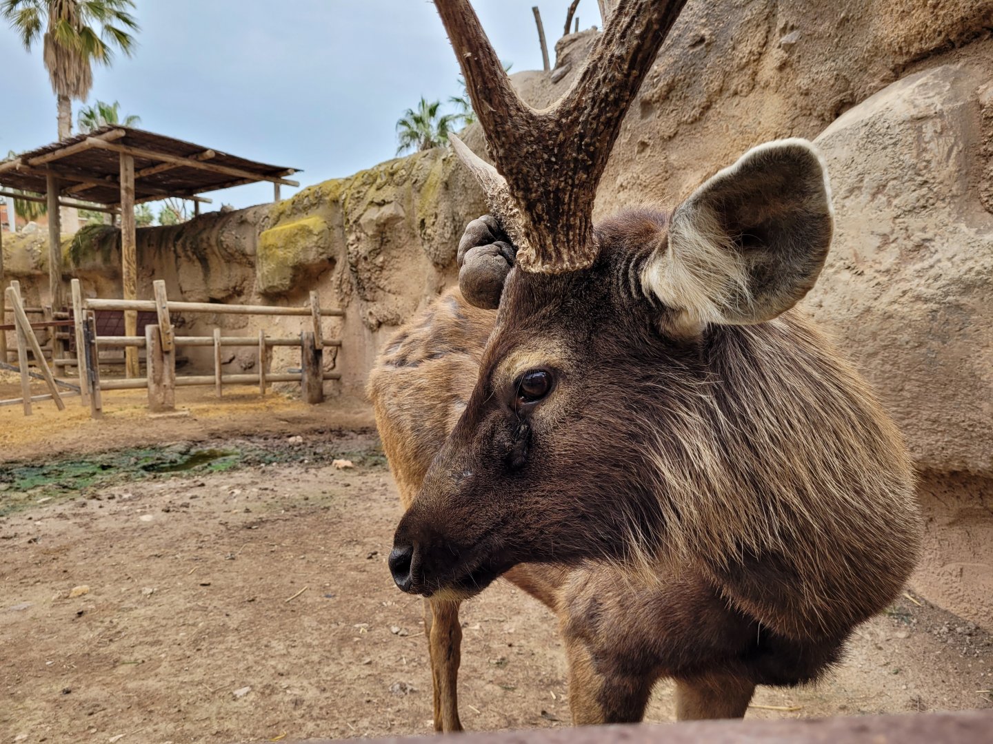 Sambar -TerraNatura Benidorm (2022)
