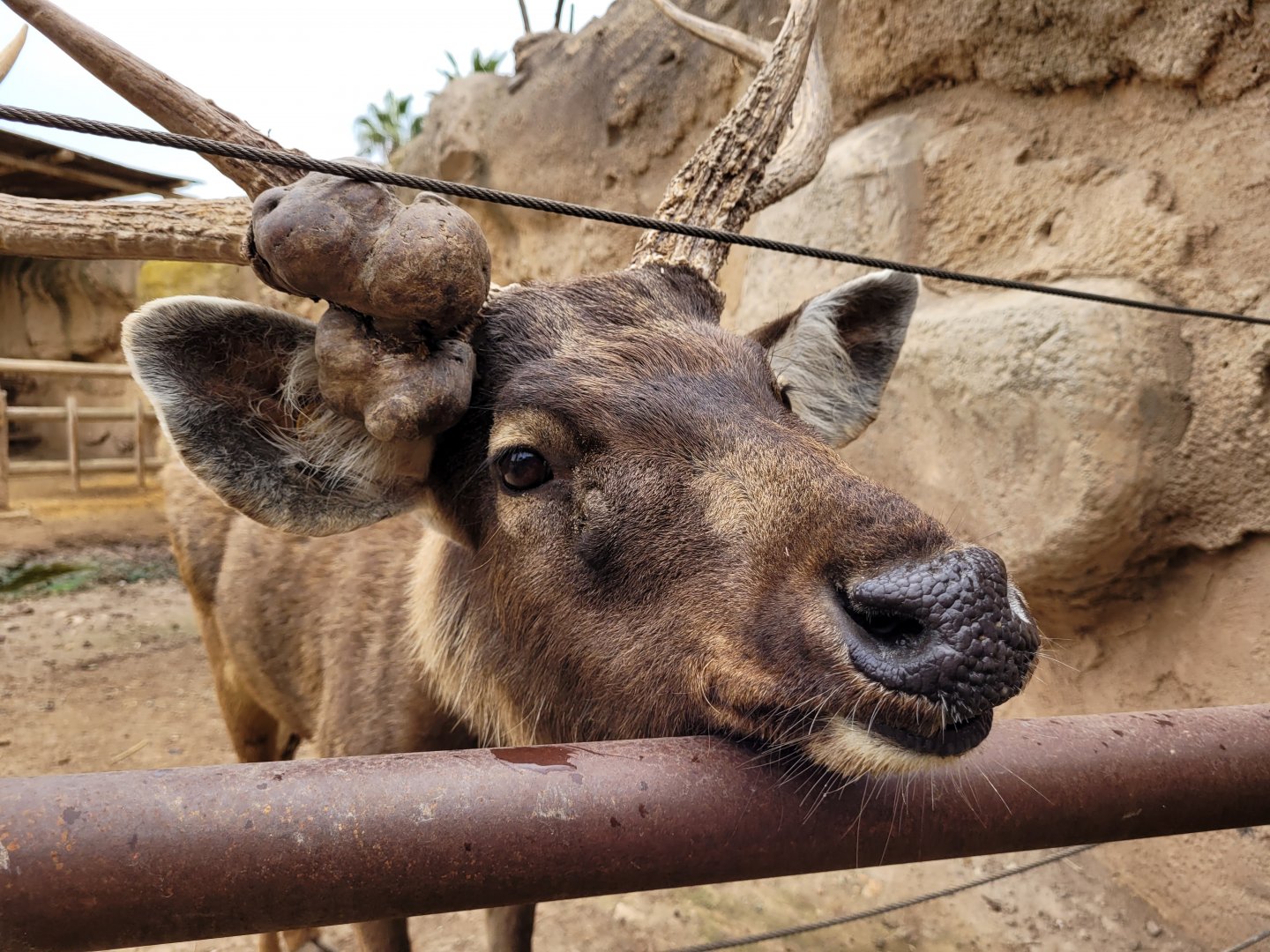 Sambar -TerraNatura Benidorm (2022)