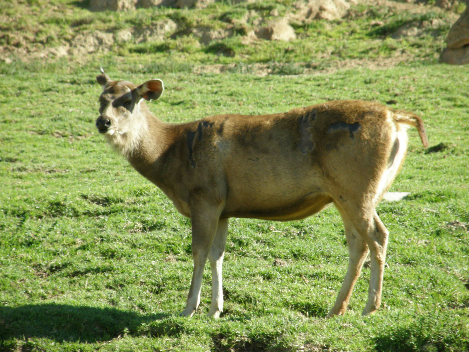sambar