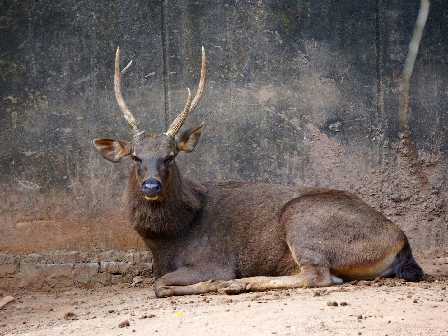 Sambar