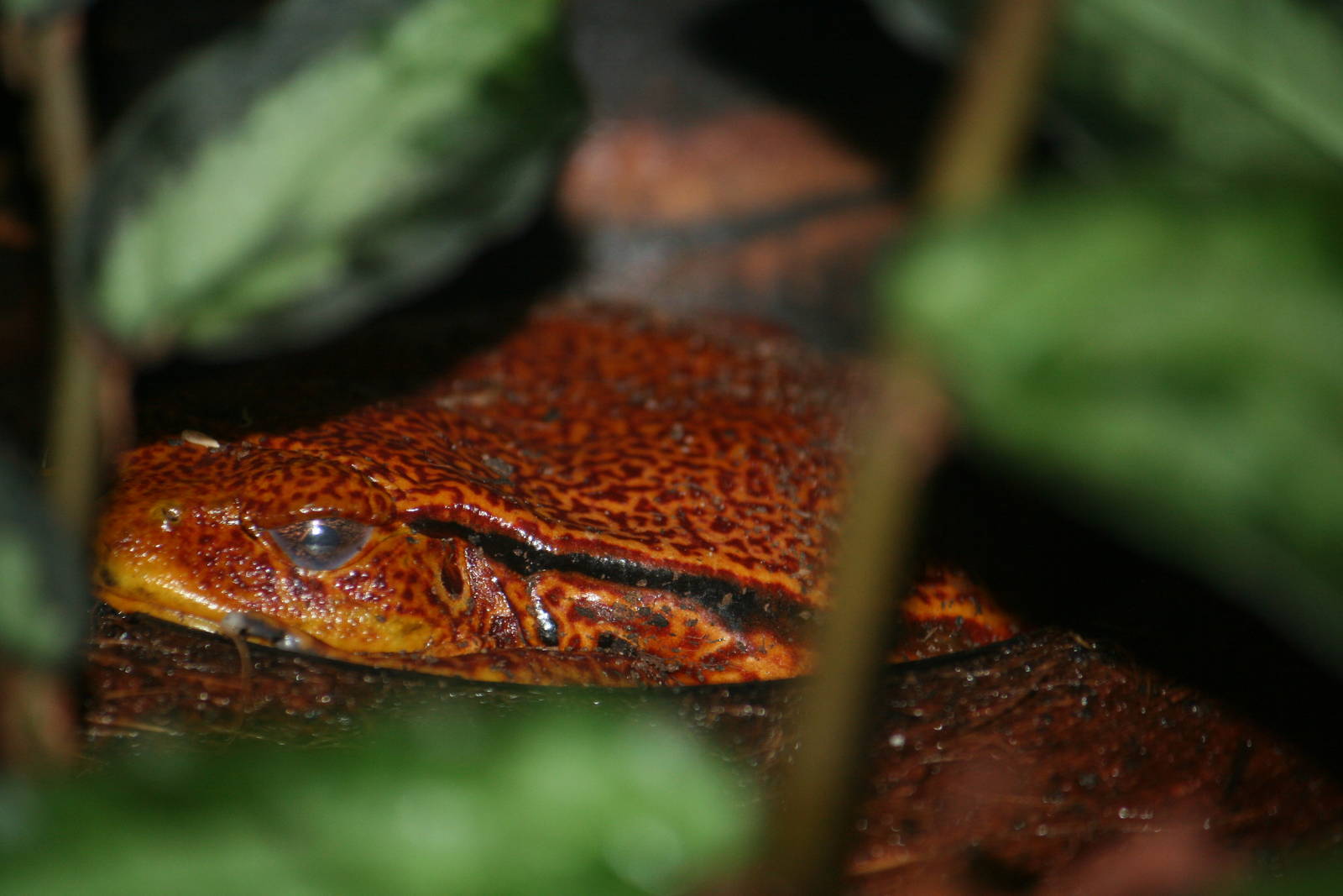 Sambava [false] tomato frog