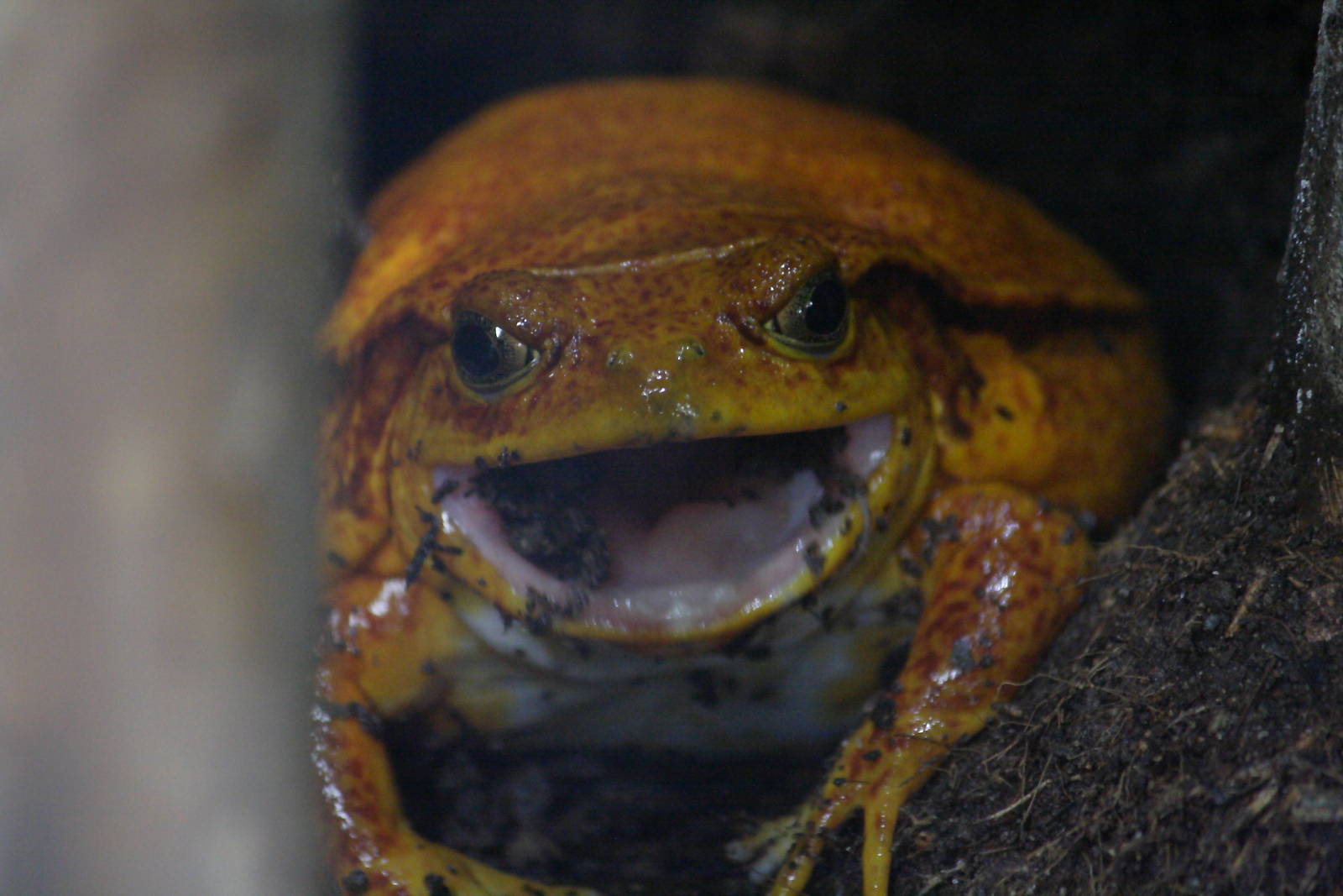 Sambava [false] tomato frog