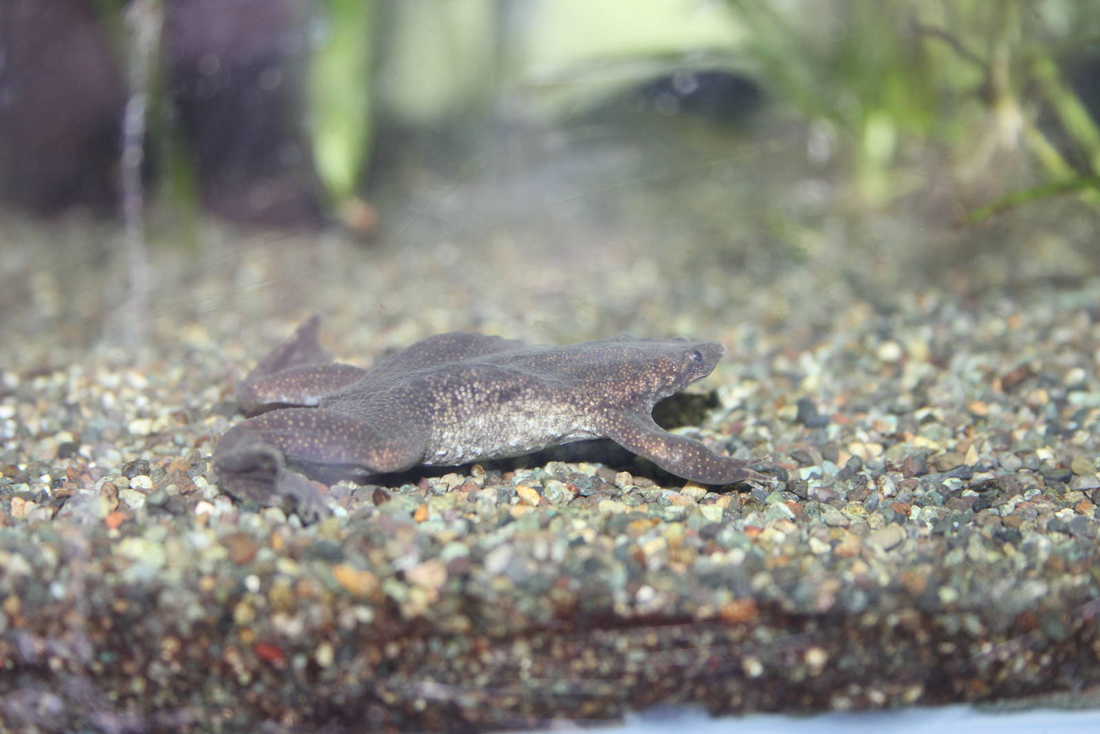 Sambava Surinam toad