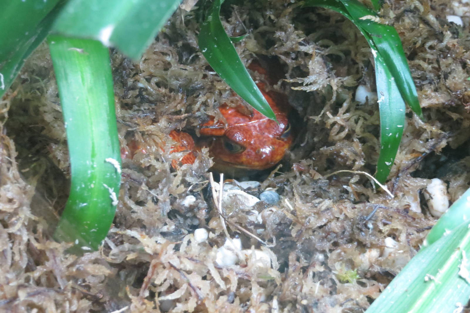 Sambava Tomato Frog 101012