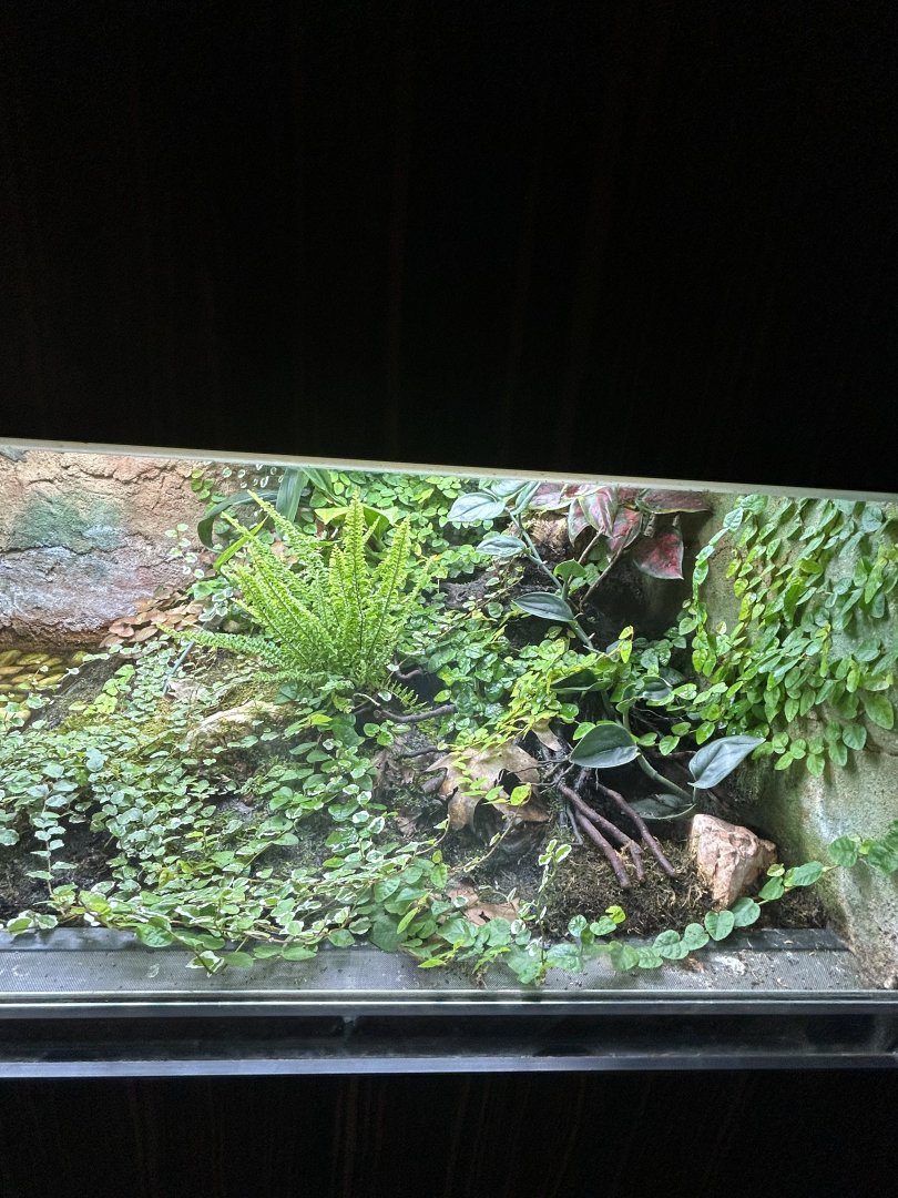 Sambava tomato frog and Red-eyed crocodile skink paludarium