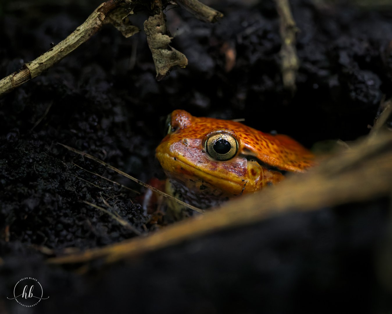 Sambava Tomato Frog / Copenhagen / 30-9-24