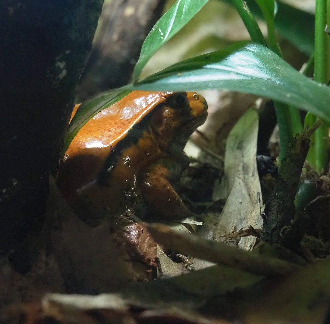 Sambava tomato frog (Dyscophus guineti), 2024-02-17