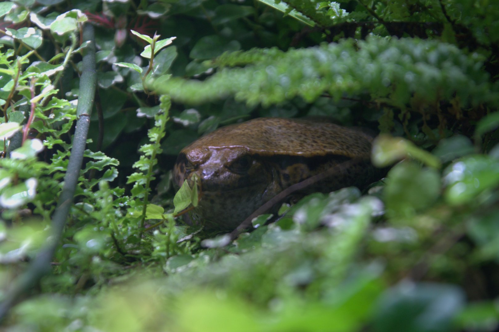 Sambava Tomato Frog (Dyscophus guineti), 26-11-25