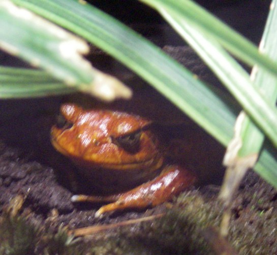 Sambava Tomato Frog (Dyscophus guineti)