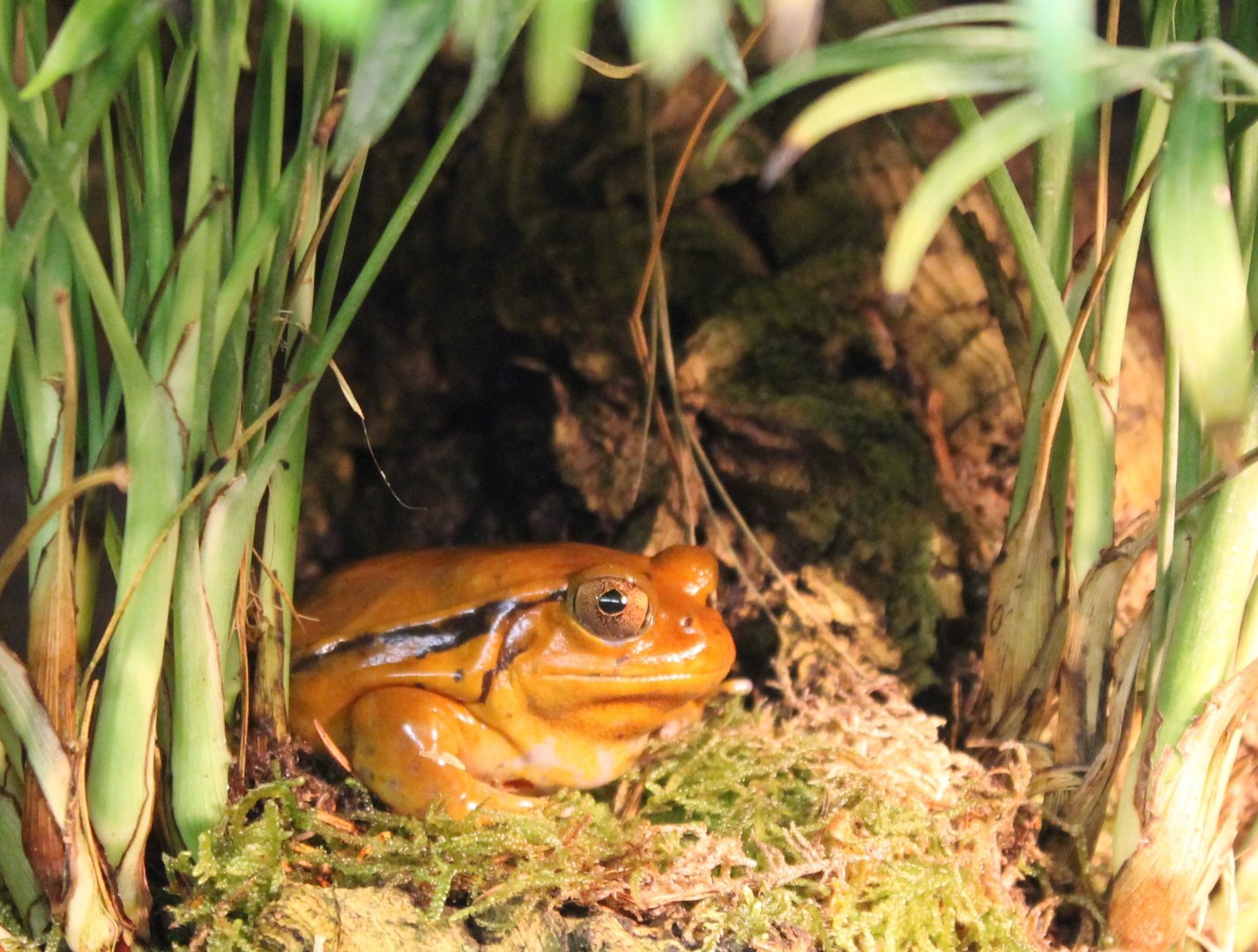 Sambava tomato frog - Dyscophus guineti