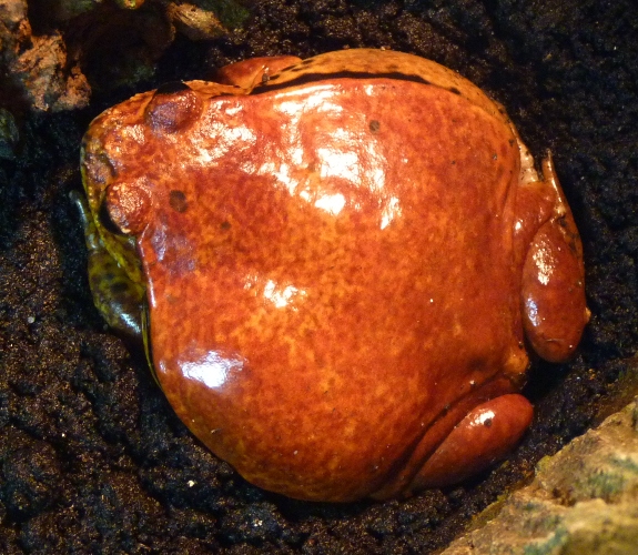 Sambava tomato frog, Dyscophus guineti