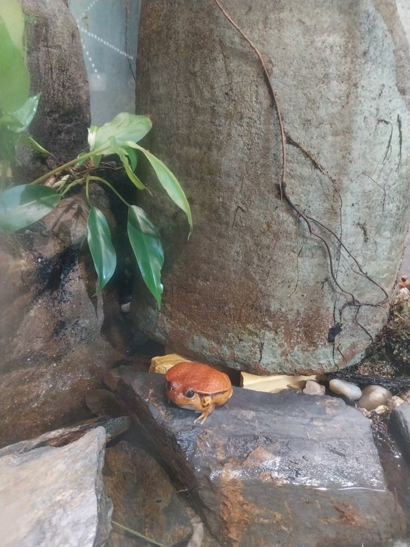 Sambava Tomato frog (Dyscophus guineti)