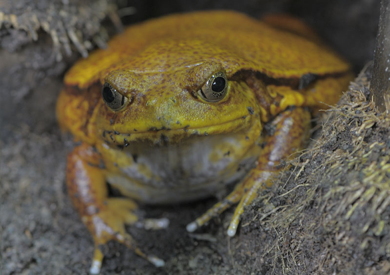 Sambava tomato frog