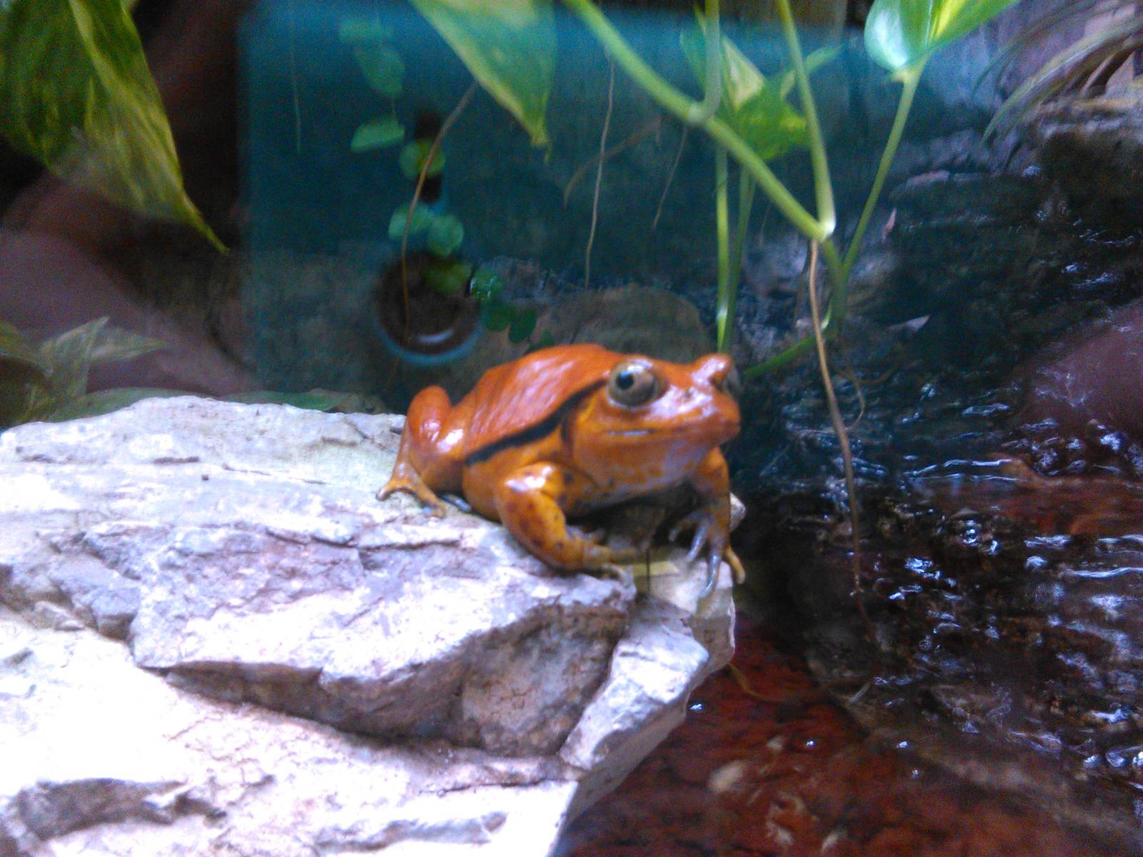 Sambava tomato frog