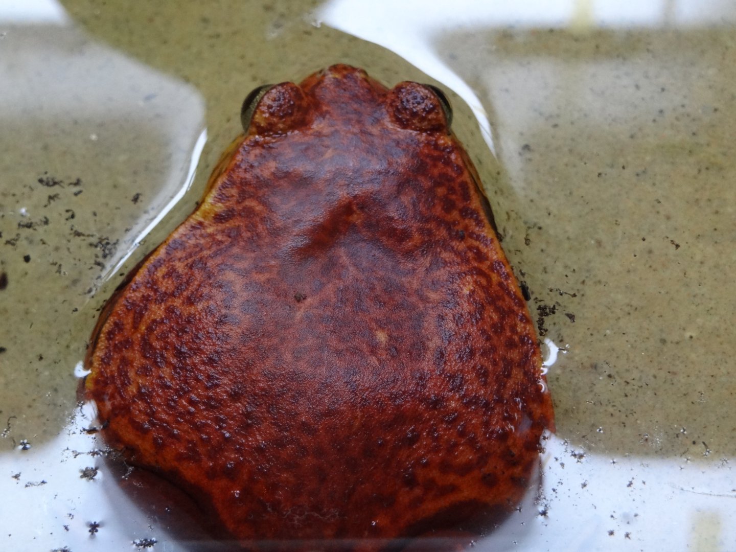 Sambava Tomato Frog