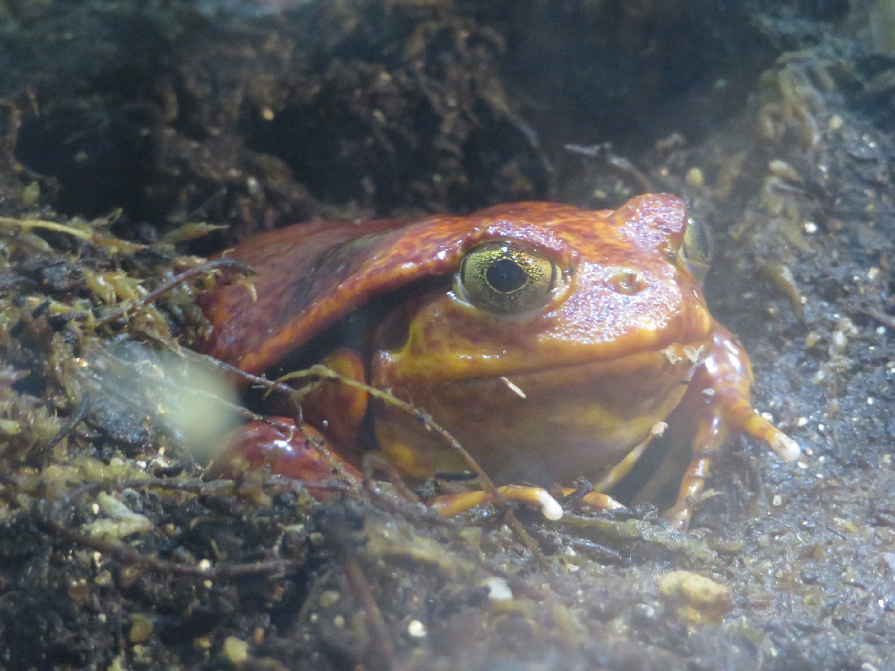 Sambava Tomato Frog