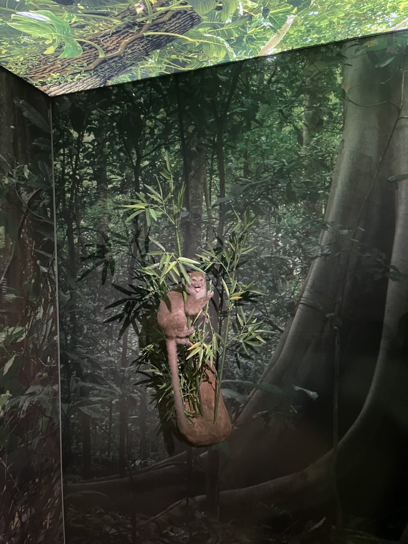 Sambirano bamboo lemur 1.8.25