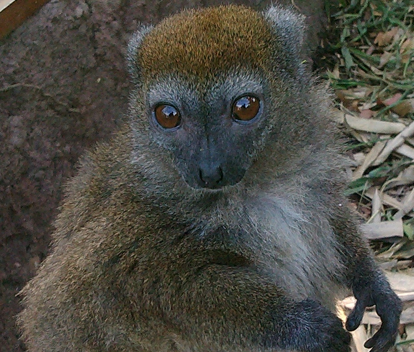 Sambirano Bamboo Lemur (23rd sept 2014 )