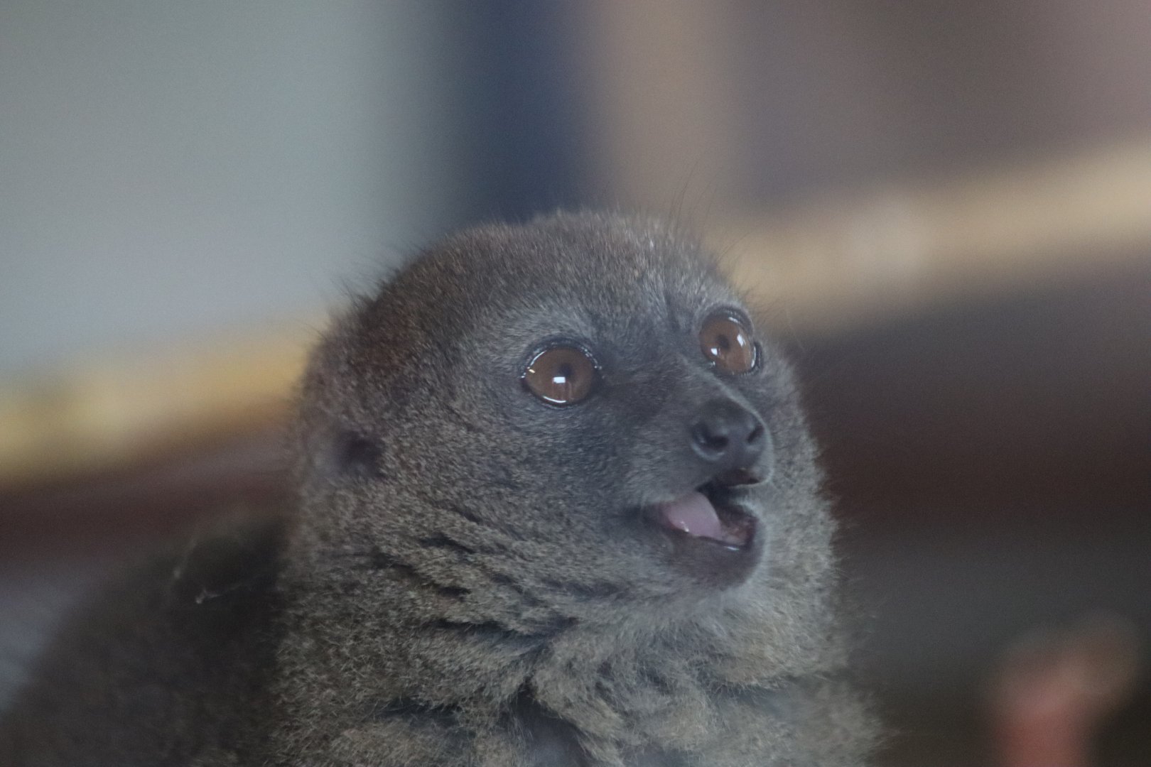 Sambirano Bamboo Lemur - 7 September 2020