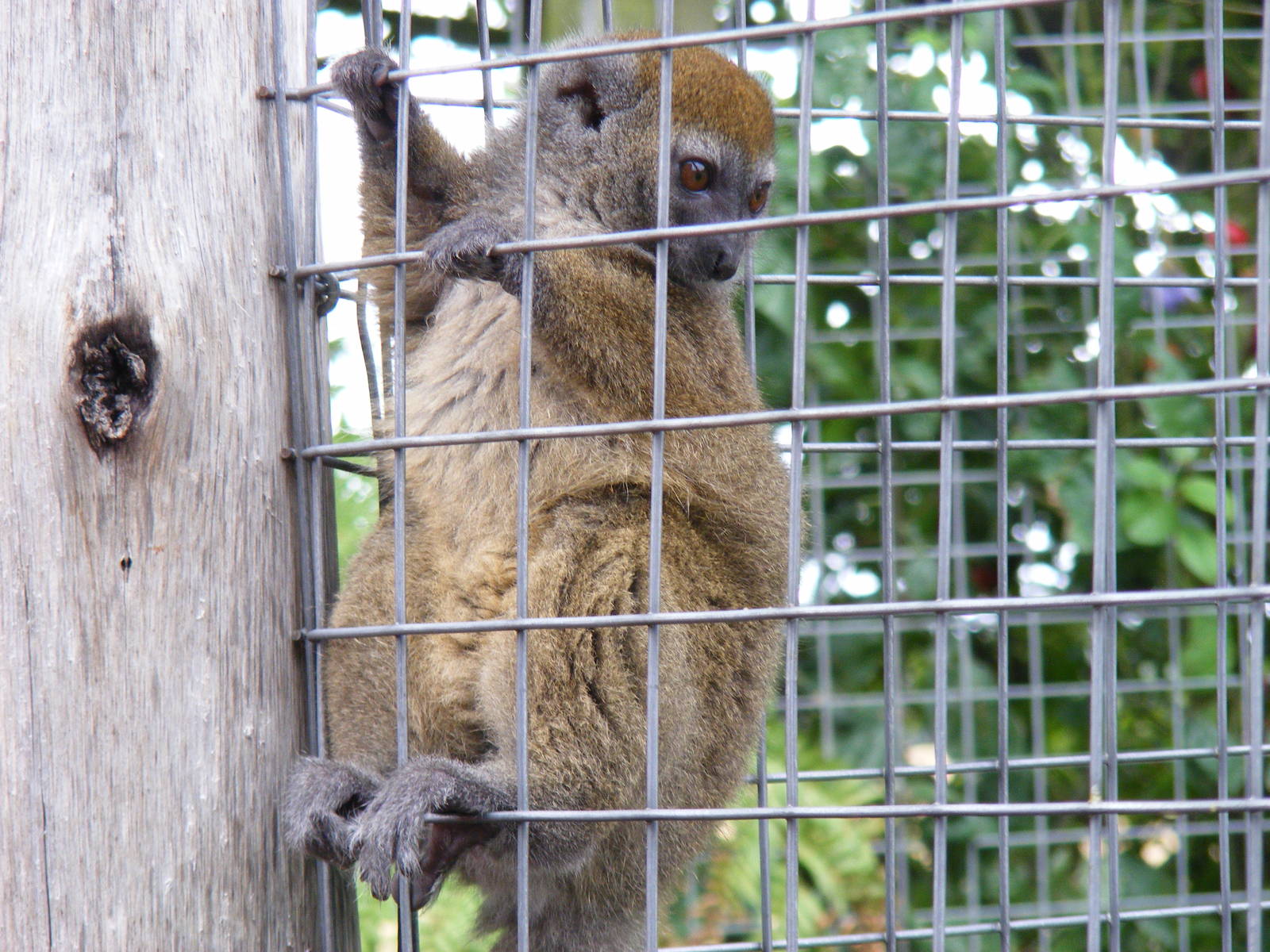Sambirano bamboo lemur at RSCC, 15 August 2010