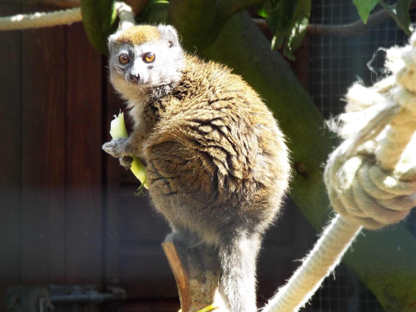 Sambirano Bamboo Lemur, Banham Zoo