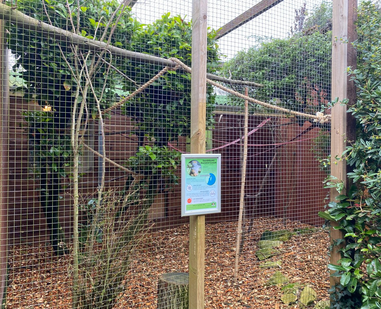 Sambirano Bamboo Lemur, enclosure move, Banham zoo, UK