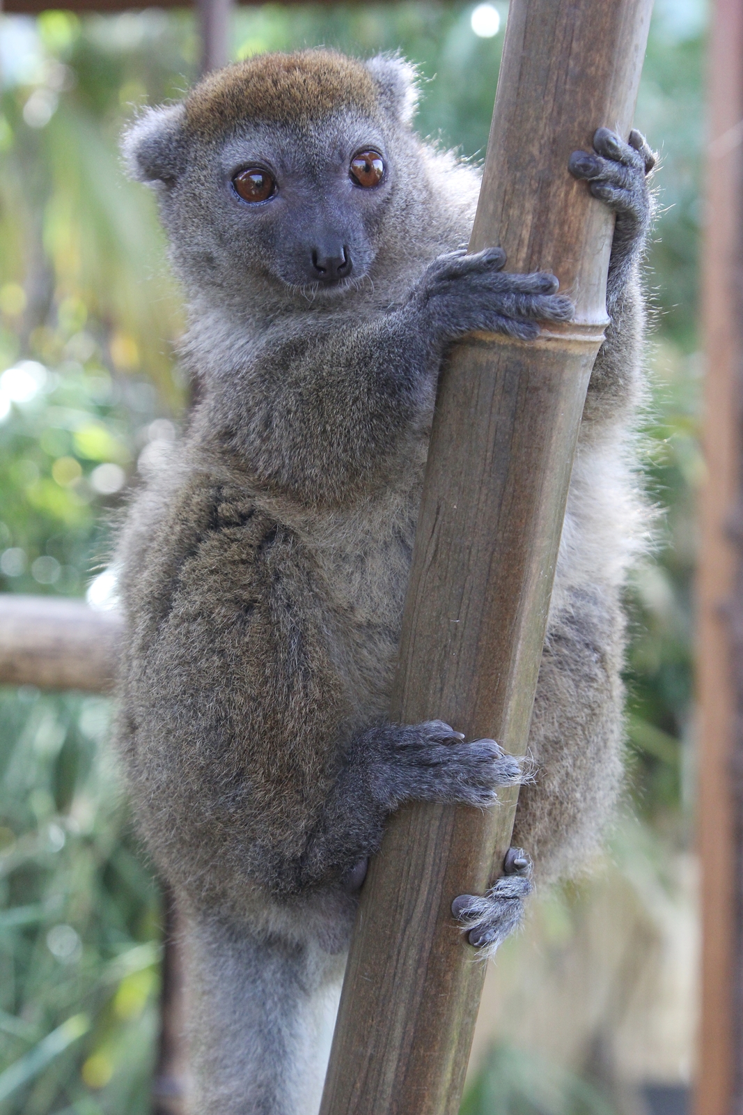 Sambirano Bamboo Lemur (Hapalemur occidentalis)