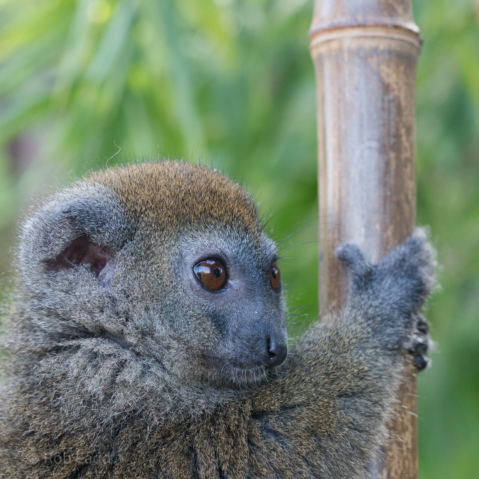 Sambirano bamboo lemur : RSCC : 17 Oct 2014